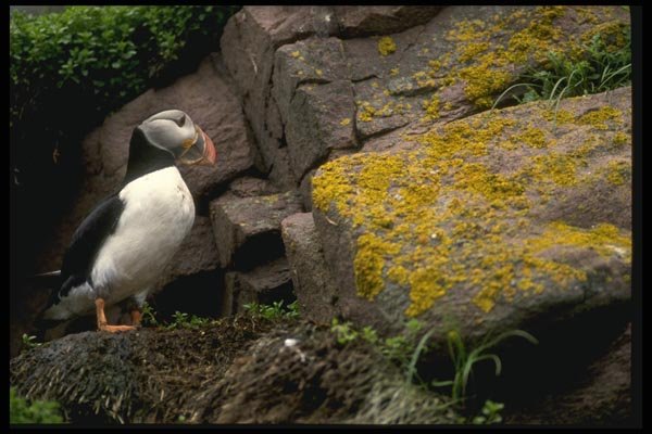008106 Atlantic Puffin A4 Photo Print