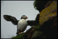 008107 Atlantic Puffin A4 Photo Print