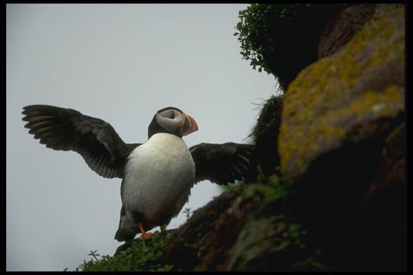 008107 Atlantic Puffin A4 Photo Print