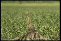 008108 American Bittern A4 Photo Print