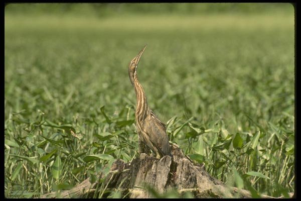 008108 American Bittern A4 Photo Print