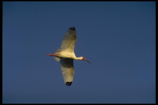 008109 White Ibis In Flight A4 Photo Print