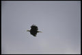 008110 Bald Eagle In Flight A4 Photo Print