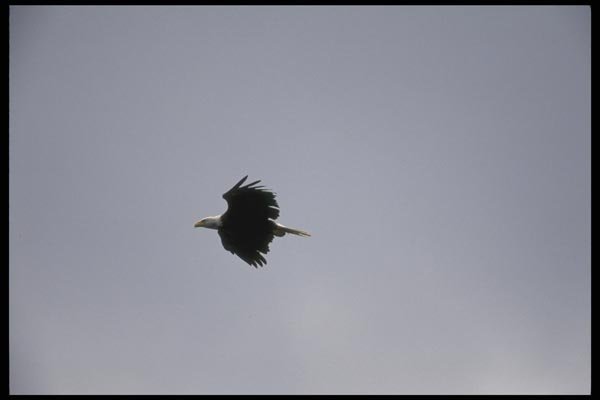 008110 Bald Eagle In Flight A4 Photo Print
