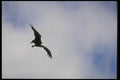 008111 Bald Eagle In Flight A4 Photo Print