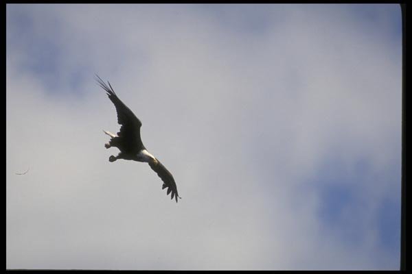 008111 Bald Eagle In Flight A4 Photo Print