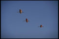 008112 Roseate Spoonbills In Flight A4 Photo Print