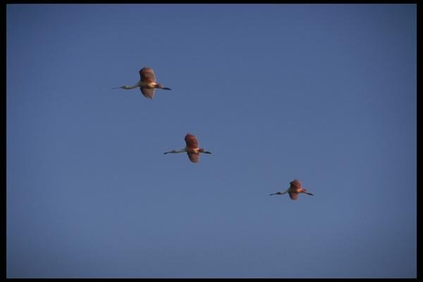 008112 Roseate Spoonbills In Flight A4 Photo Print