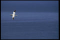 008113 Northern Gannet In Flight A4 Photo Print