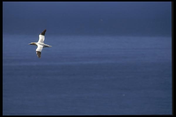 008113 Northern Gannet In Flight A4 Photo Print