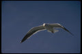 008114 Western Gull In Flight A4 Photo Print