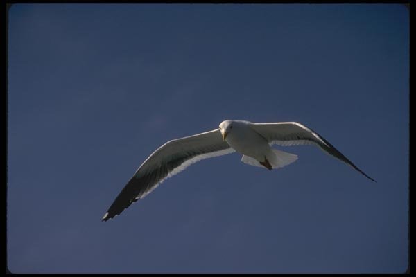 008114 Western Gull In Flight A4 Photo Print