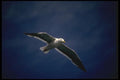 008115 Western Gull In Flight A4 Photo Print