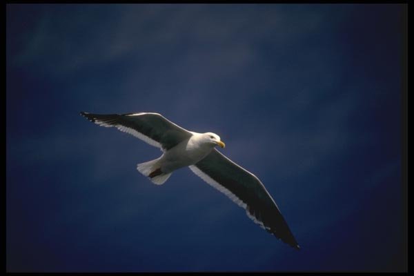 008115 Western Gull In Flight A4 Photo Print