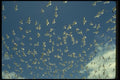 008116 Ring Billed Gulls A4 Photo Print