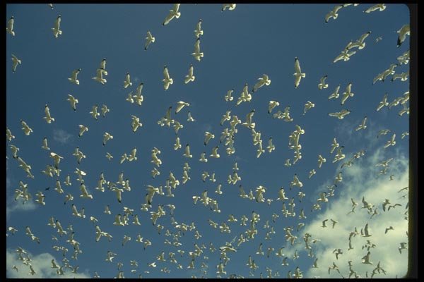 008116 Ring Billed Gulls A4 Photo Print