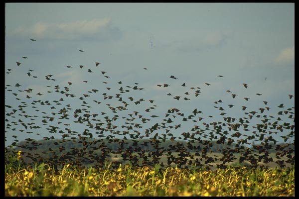 008117 Red Winged Blackbirds A4 Photo Print