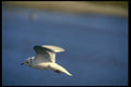 008118 Ross' Gull A4 Photo Print