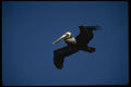 008119 Brown Pelican A4 Photo Print