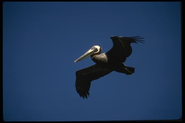 008119 Brown Pelican A4 Photo Print