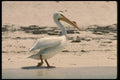 008120 White Pelican A4 Photo Print