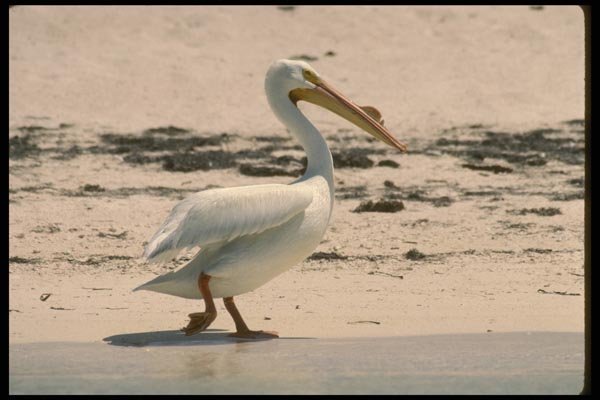 008120 White Pelican A4 Photo Print