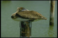 008121 Sleepy Immature Brown Pelican A4 Photo Print