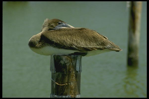 008121 Sleepy Immature Brown Pelican A4 Photo Print