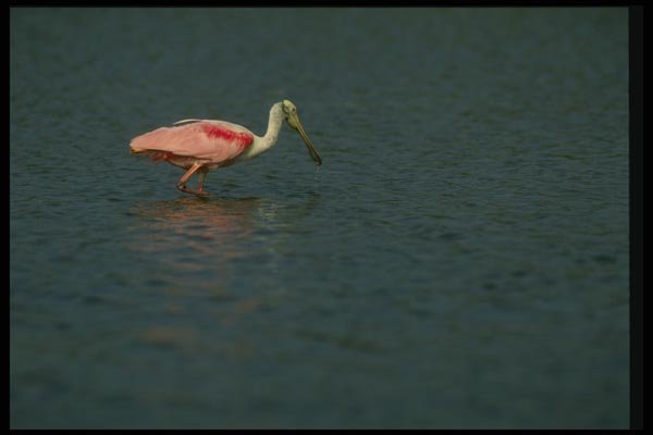 008122 Roseate Spoonbill A4 Photo Print