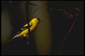 008123 American Goldfinch A4 Photo Print