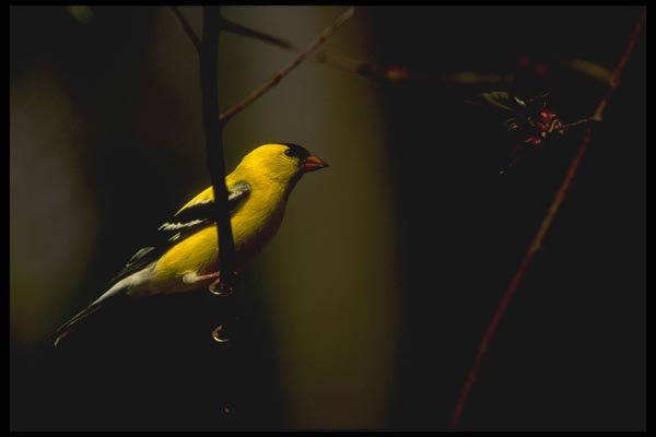 008123 American Goldfinch A4 Photo Print