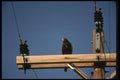 008124 Harris' Hawk A4 Photo Print