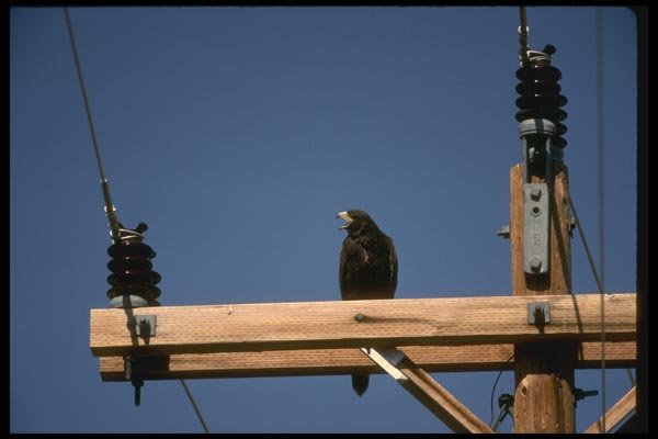 008124 Harris' Hawk A4 Photo Print
