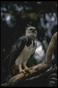 008125 Harpy Eagle A4 Photo Print