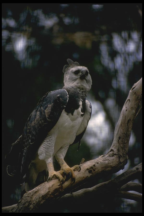 008125 Harpy Eagle A4 Photo Print