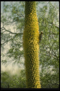008126 Gila Woodpecker A4 Photo Print