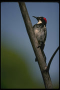 008127 Acorn Woodpecker A4 Photo Print
