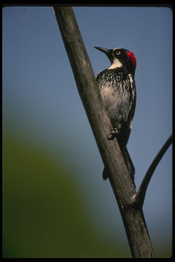008127 Acorn Woodpecker A4 Photo Print
