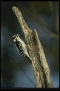 008128 Downy Woodpecker A4 Photo Print