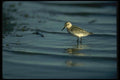 008129 Sanderling A4 Photo Print