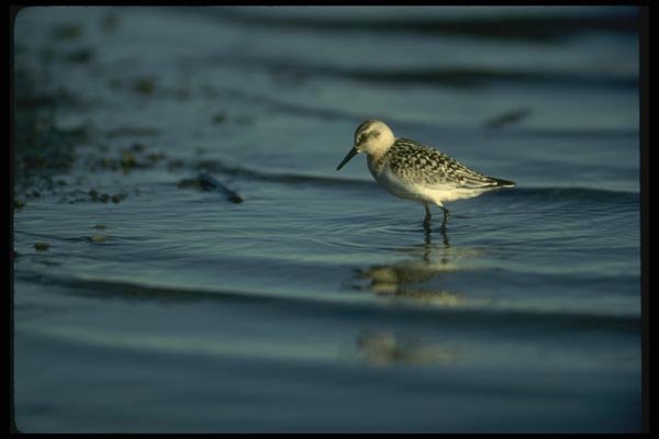 008129 Sanderling A4 Photo Print