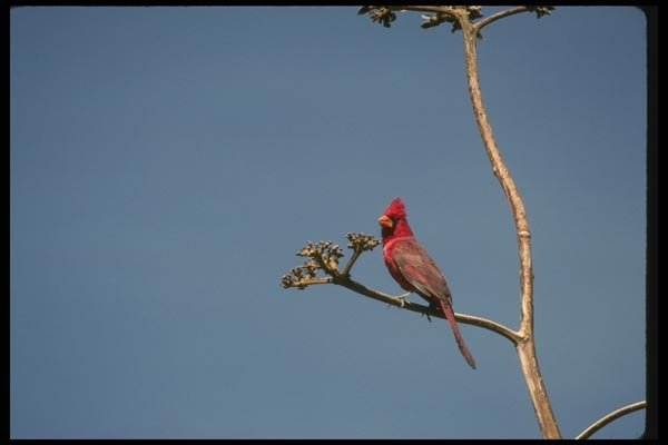 008130 Northern Cardinal A4 Photo Print