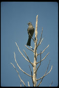 008131 Phainopepla A4 Photo Print