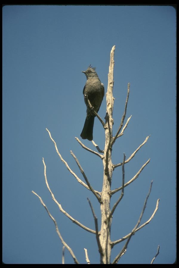 008131 Phainopepla A4 Photo Print