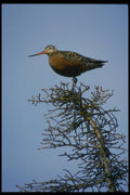 008132 Hudsonian Godwit A4 Photo Print
