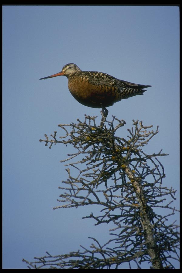 008132 Hudsonian Godwit A4 Photo Print