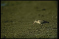 008133 Hudsonian Godwit A4 Photo Print
