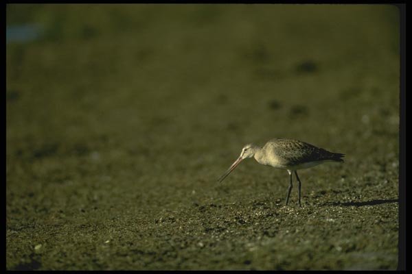 008133 Hudsonian Godwit A4 Photo Print