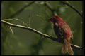 008134 Summer Tanager A4 Photo Print