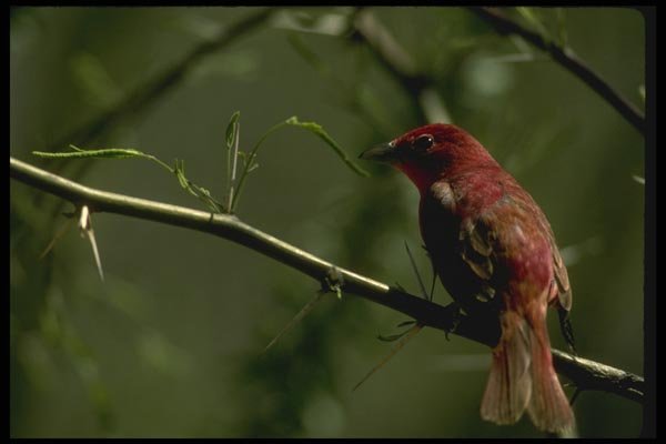 008134 Summer Tanager A4 Photo Print